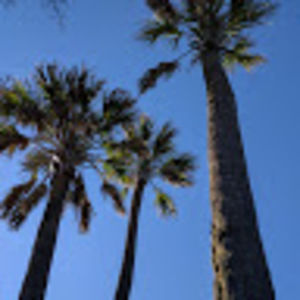 Meet your Posher, Chadwick